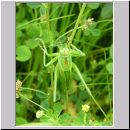 Tettigonia viridissima  - Schrecke-letztes Larvenstadium w02.jpg